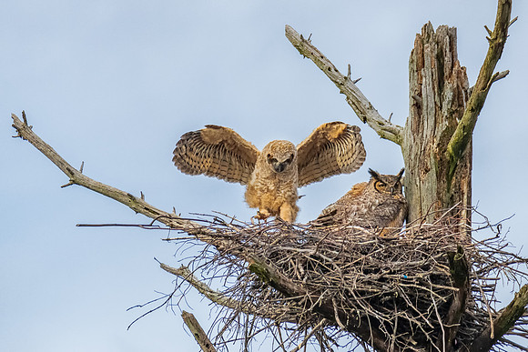 Alpha Great Horned Owlet, Landing, Spring, 2019