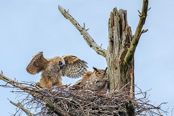 Look Ma, No Hands. Alpha Great Horned Owlet, Spring, 2019