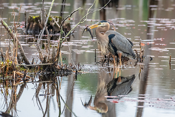 Great Blue Heron with Catfish Reflection, Spring 2019