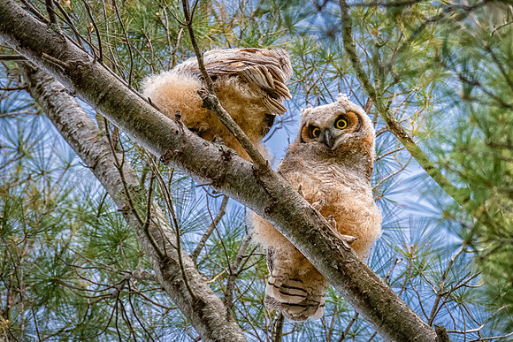 Wide-Eyed Beta Great Horned Owlet, Spring, 2019