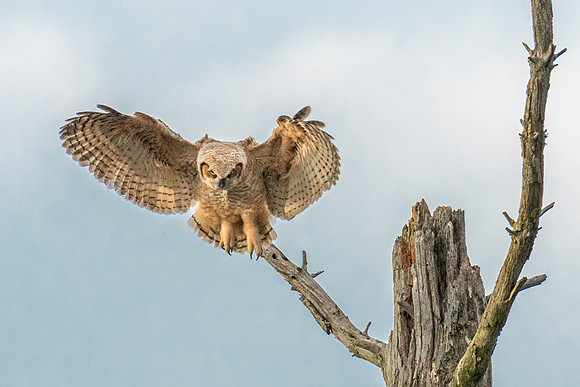 Ready to Fly, Alpha Great Horned Owlet, Spring, 2019