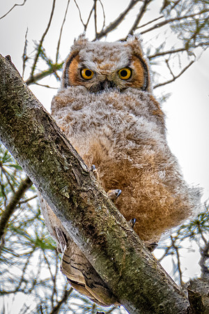 Alpha Great Horned Owlet Fledged, Spring, 2019