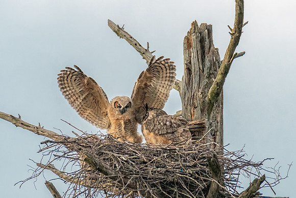Look Ma, No Hands.  Alpha Great Horned Owlet, Spring, 2019