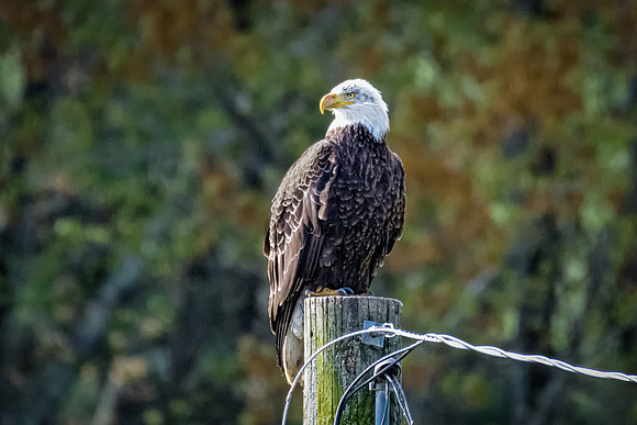 Male Bald Eagle Posting, Milford, NH, Spring 2019