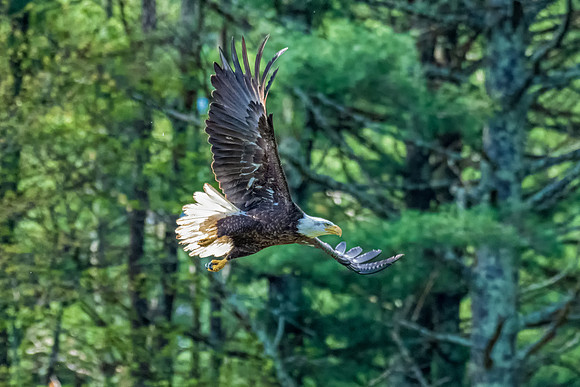 Male Bald Eagle Flyingg, Milford, NH, Spring 2019