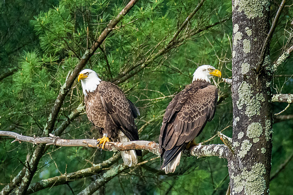 Mating Pair of Bald Eagles, Milford, NH, Spring 2019