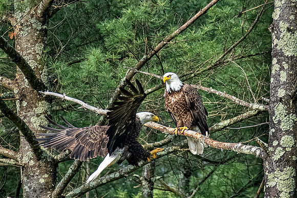 Male Bald Eagle Flies In, Milford, NH, Spring 2019