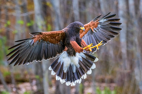 Harris Hawk Coming in to Land, Spring, 2019