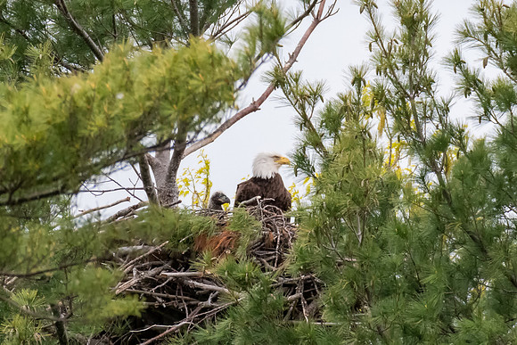 Eaglet in Nest with Parent, York Harbor, Maine, Spring 2019