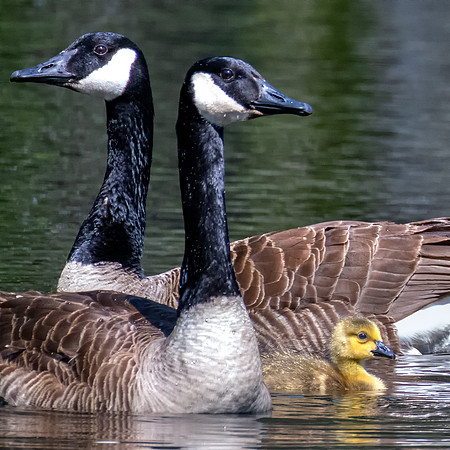 Canadian Geese, Milford, NH, Spring, 2019