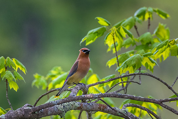 Cedar Waxwing, Amherst, NH Spring 2019