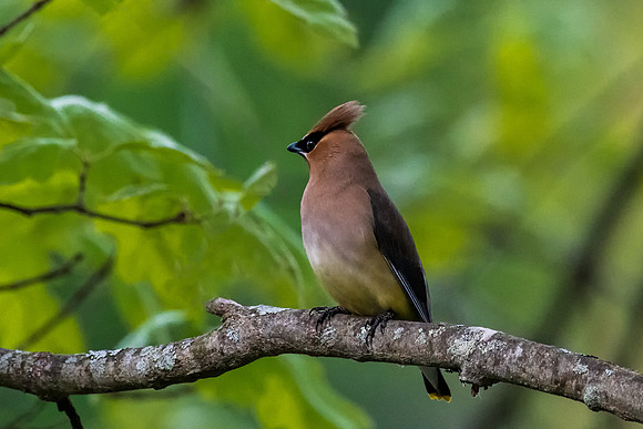 Cedar Waxwing, Amherst, NH Spring 2019