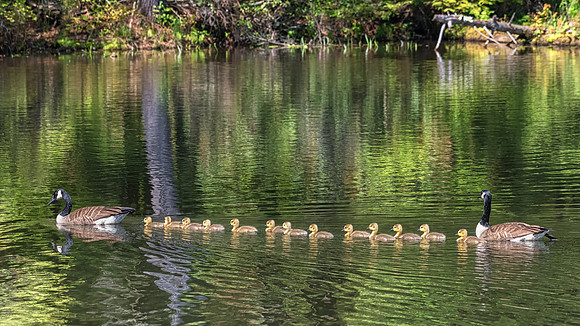 Lucky 13. Canadian Geese, Milford, NH, Spring, 2019