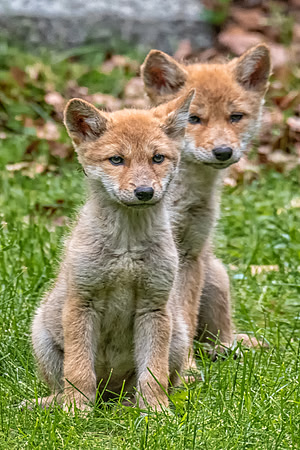 Coyote Pups, Massachusetts, Spring 2019