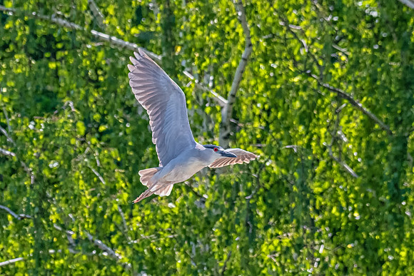 Black-Crowned Night Heron, June 2019