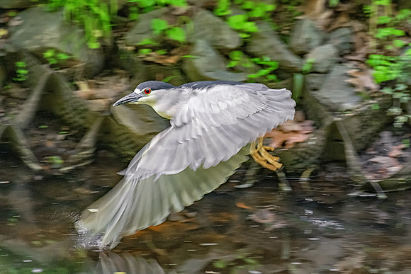 Take Off, Black-Crowned Night Heron, June 2019