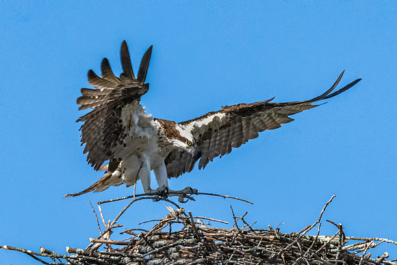 Ticking the Landing, Osprey, June 2019