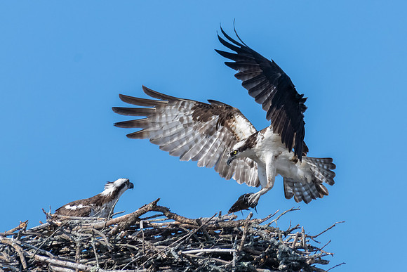 Dinner Time.  Mating Pair of Osprey, June 2019