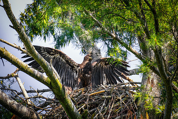 Coming of Age.  Bald Eagle Chick, Essex County, Massachusetts, June 2019