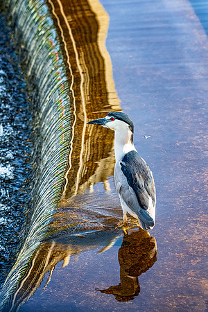 Reflection, Black-Crowned Night Heron, June 2019