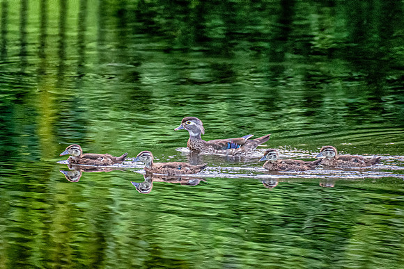 Wood Duck Chicks, Winchester, Massachusetts, June 2019