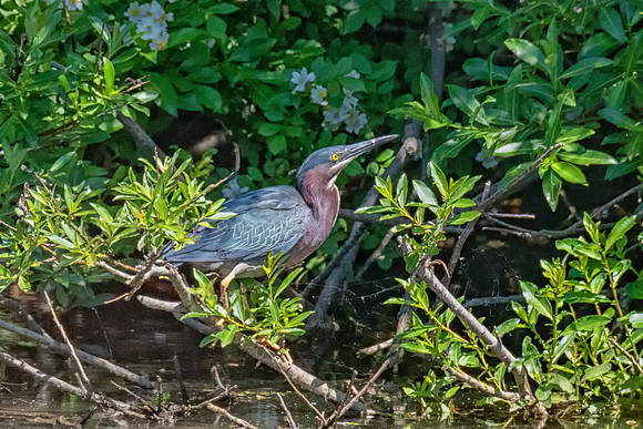 Green Heron, Maine June 2019