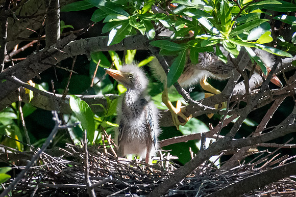 Green Heron Chick, Maine June 2019