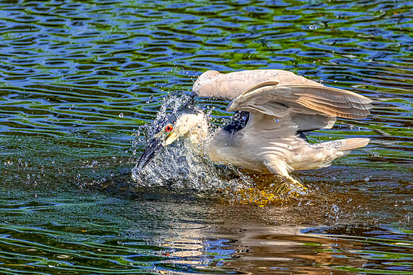 Missed Opportunity, Black-Crowned Night Heron, June 2019