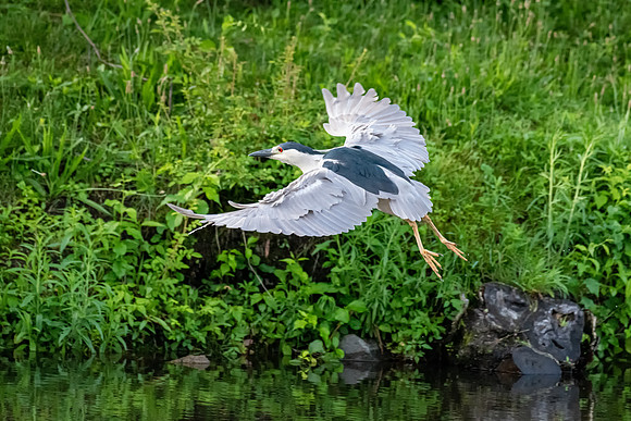 Fly By, Black-Crowned Night Heron, June 2019
