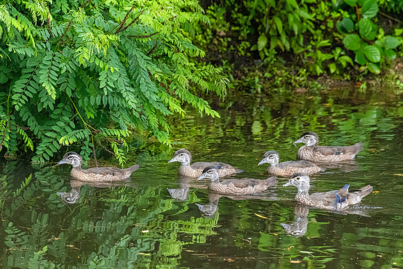 Wood Duck Chicks, Winchester, Massachusetts, June 2019
