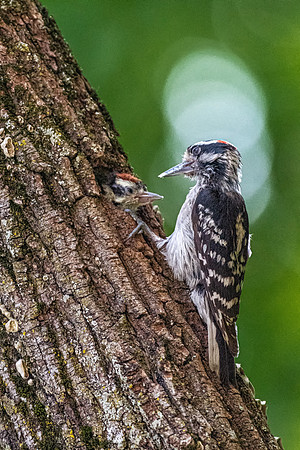 Downy Woodpecker Feeding Chick, June 2019