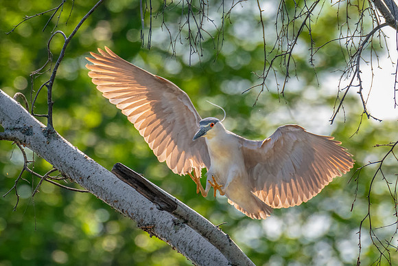 Warm Landing, Black Crowned Night Heron, Winchester, MA, June 2019