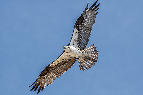Osprey Fly By, June 2019