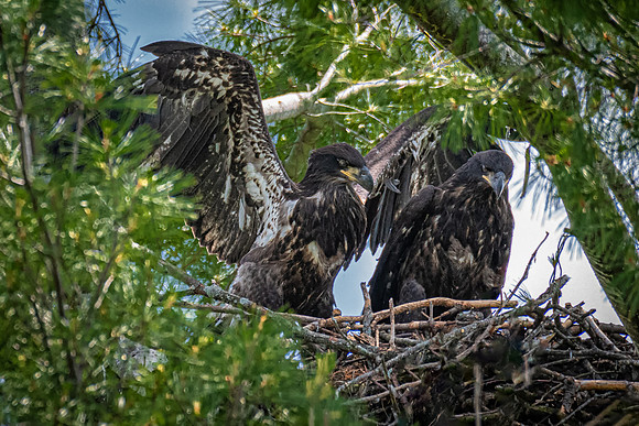 Bald Eagle Fledglings, Essex County, Massachusetts, June 2019