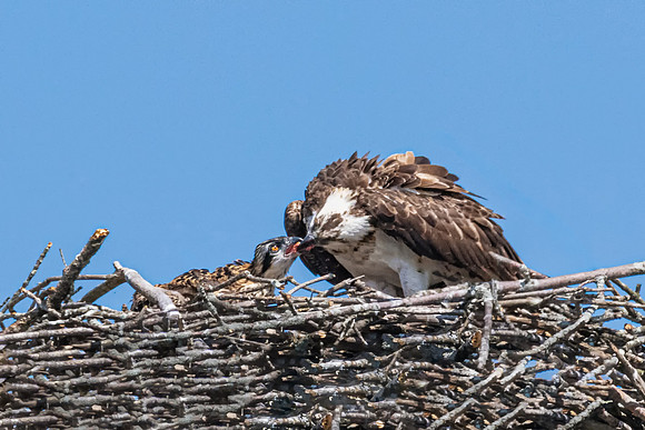 Feeding Time, Osprey Chick and Mom, June 2019