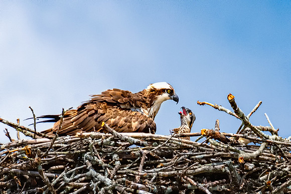 Eye to Eye, Osprey Chick and Mom, June 2019