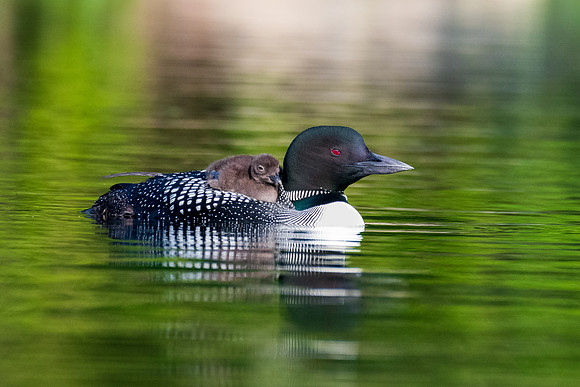 Loon Chick on Mom's Back, NH July 2019