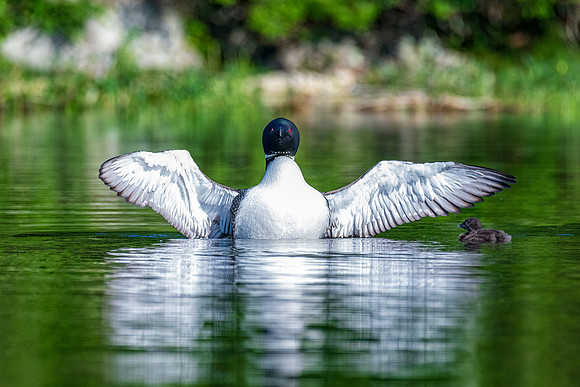 Loon Stretch and Chick, NH July 2019