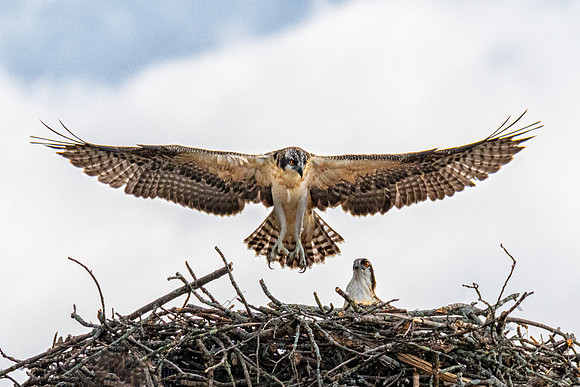 Fledging, Alpha Osprey, July 2019