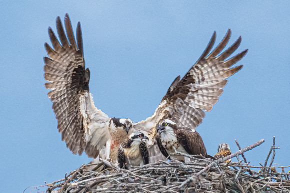 No Respect:  Male Osprey Returns to Gamily, July 2019