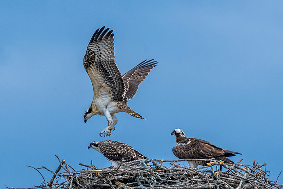 Fledging, Alpha Osprey, July 2019