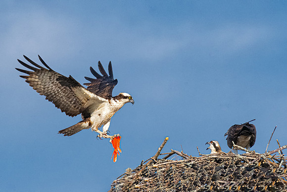 Salmon for Dinner.  Ospreys,July 2019