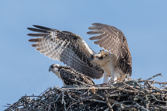 Coming of Age:  Alpha Osprey Chick, July 2019