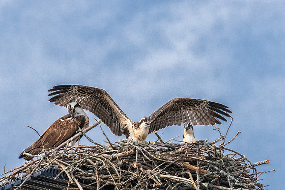 All in the Family, Ospreys, July 2019