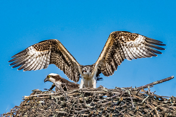 Coming of Age:  Alpha Osprey Chick, July 2019