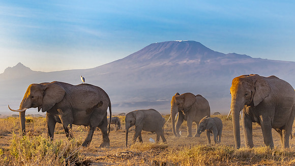 Ellies and Mt. Kilimanjaro. Amboseli National Park, Kenya.