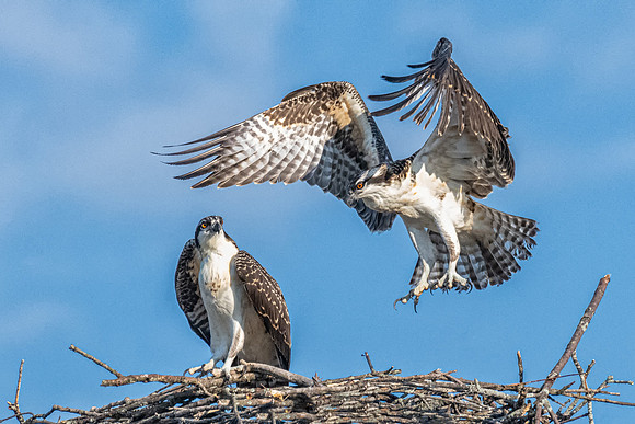 Alpha Osprey Chick Hovering Over Beta Chick, New Hampshire