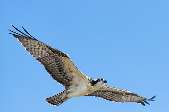 Alpha Osprey Chick Flying, New Hampshire