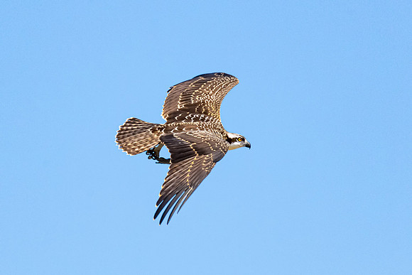 Alpha Osprey Chick Flying with Fish, New Hampshire