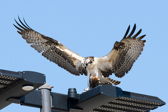 Osprey Chick with Fish New Hampshire